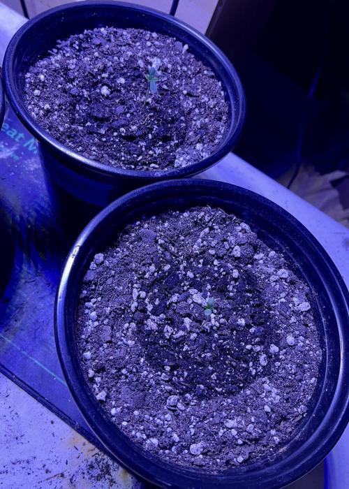Grandmommy Purple. Week 1