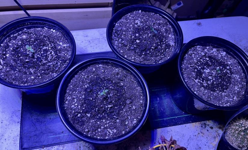 Grandmommy Purple. Week 1