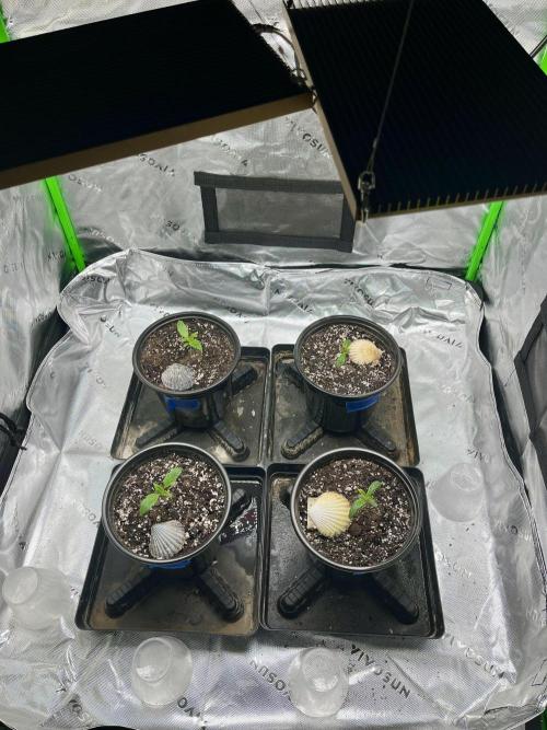 Blue Zushi. Week 2