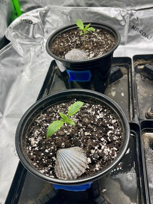 Blue Zushi. Week 2