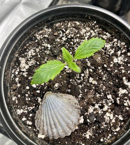 Blue Zushi. Week 2