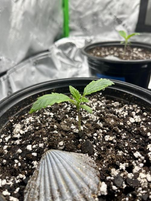 Blue Zushi. Week 2