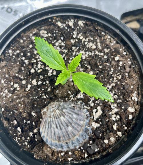 Blue Zushi. Week 2