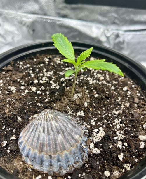 Blue Zushi. Week 2