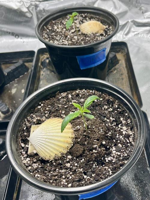 Grandmommy Purple. Week 2