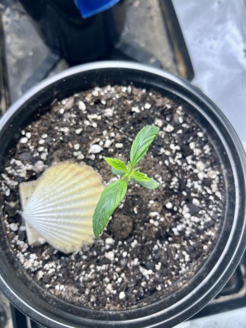 Grandmommy Purple. Week 2
