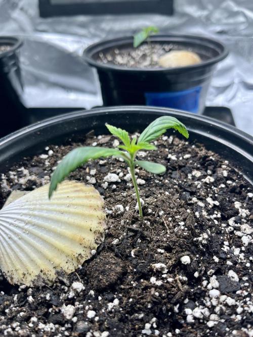 Grandmommy Purple. Week 2