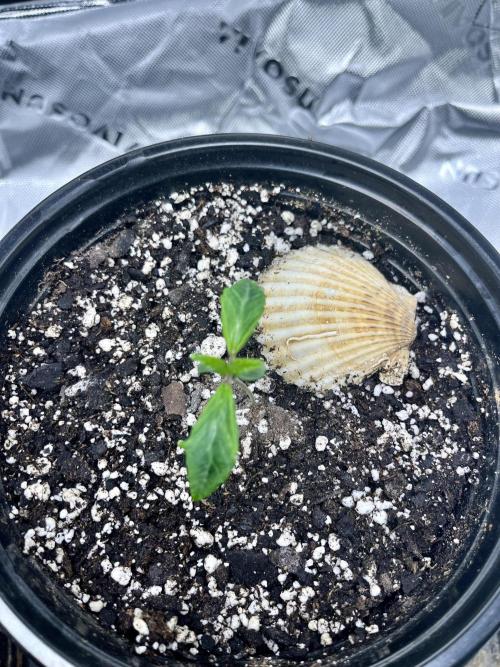Grandmommy Purple. Week 2