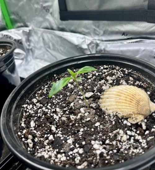 Grandmommy Purple. Week 2
