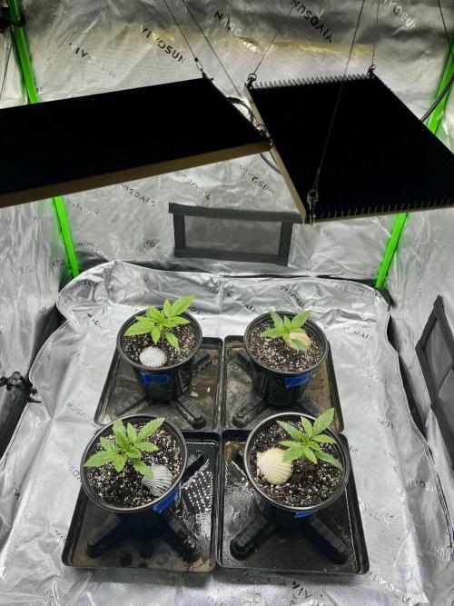 Blue Zushi. Week 3