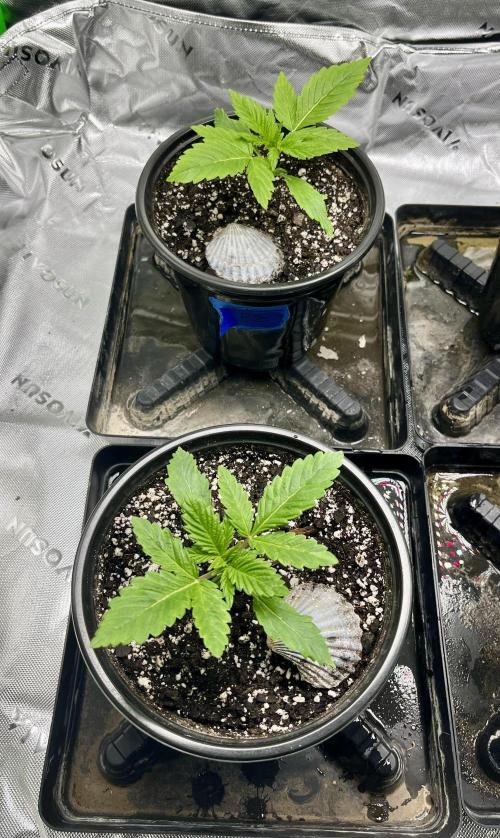 Blue Zushi. Week 3