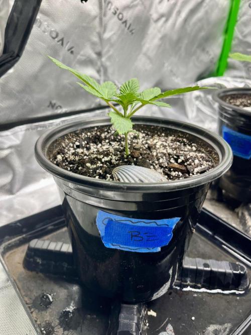 Blue Zushi. Week 3