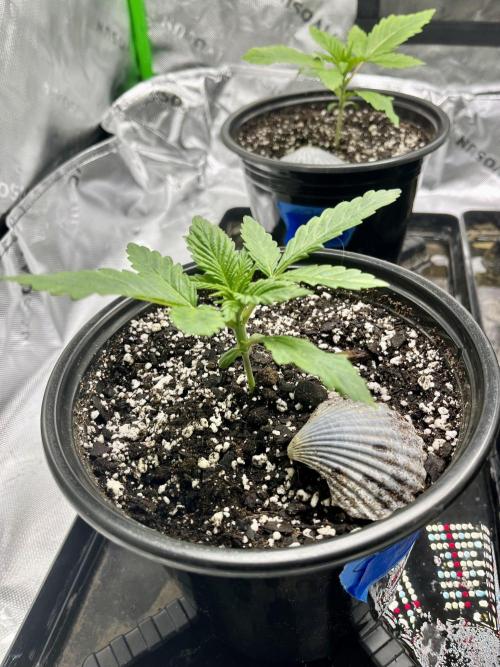 Blue Zushi. Week 3