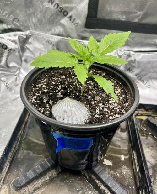Blue Zushi. Week 3