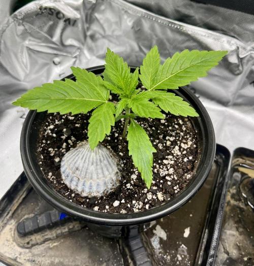 Blue Zushi. Week 3