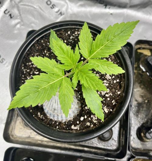 Blue Zushi. Week 3