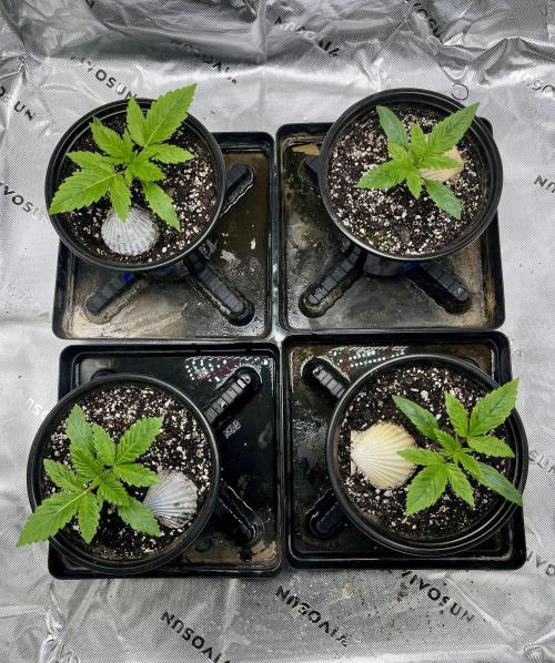 Blue Zushi. Week 3