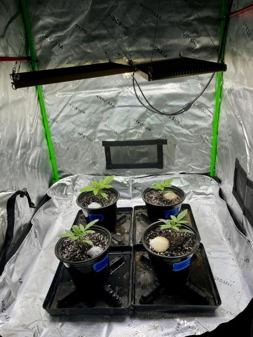 Grandmommy Purple. Week 3