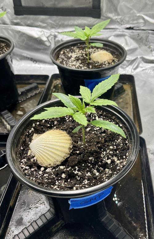 Grandmommy Purple. Week 3