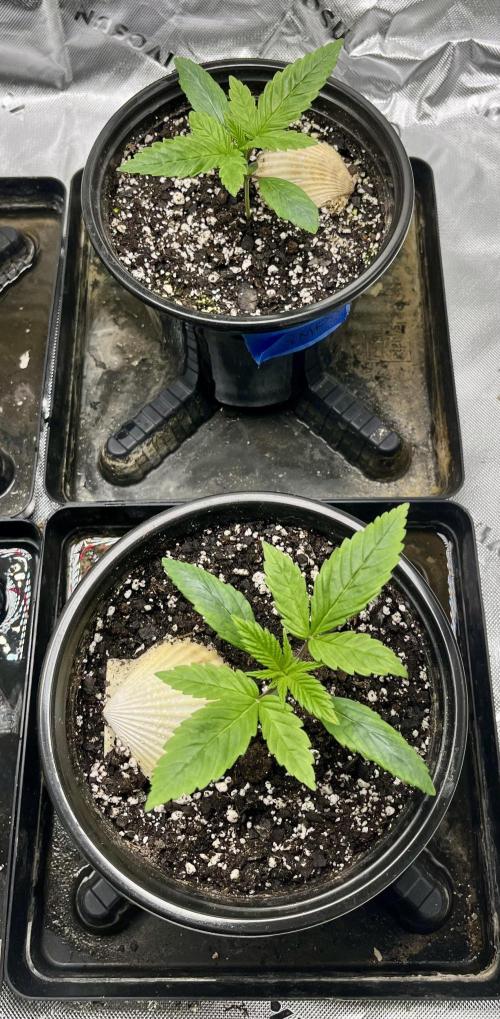 Grandmommy Purple. Week 3