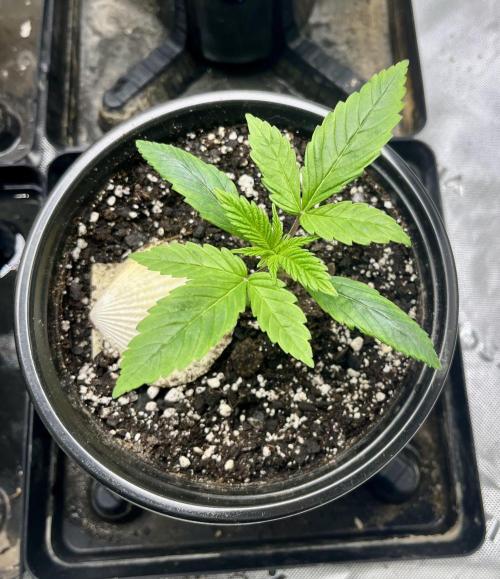 Grandmommy Purple. Week 3