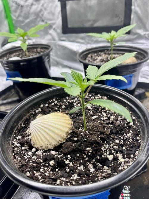 Grandmommy Purple. Week 3