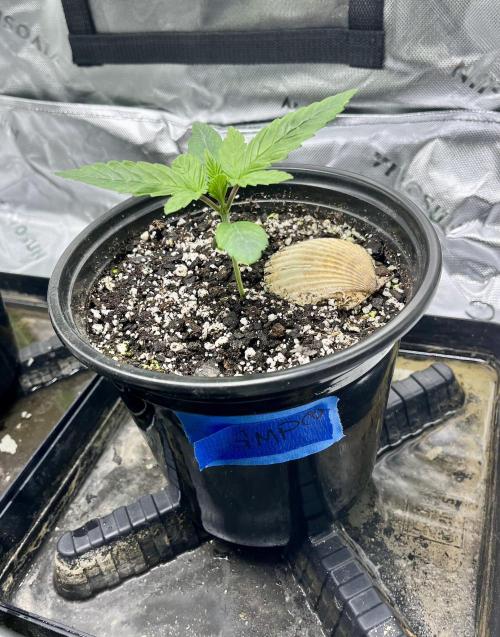 Grandmommy Purple. Week 3