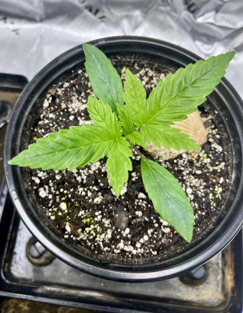 Grandmommy Purple. Week 3