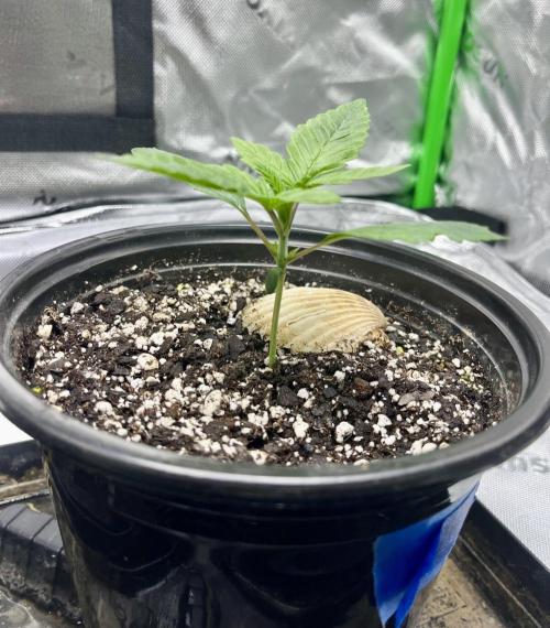 Grandmommy Purple. Week 3