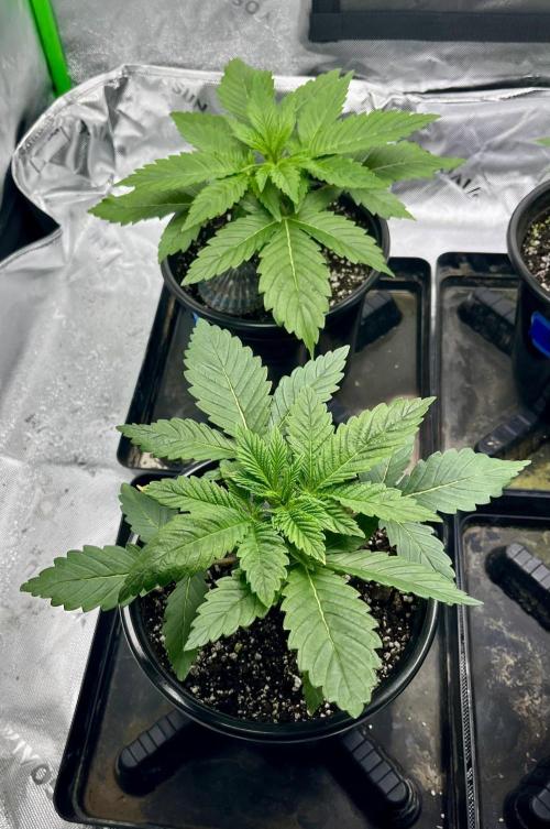 Blue Zushi. Week 4