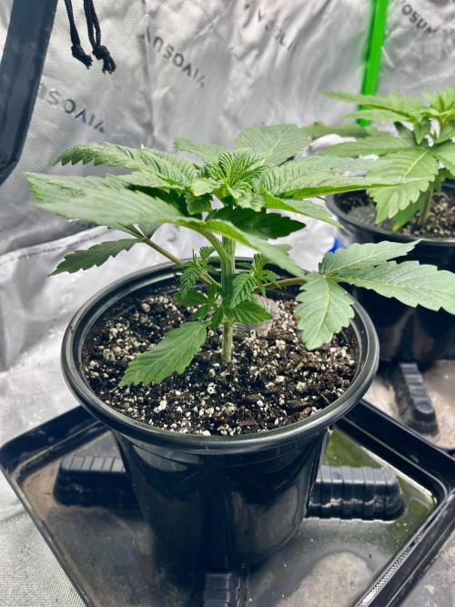 Blue Zushi. Week 4
