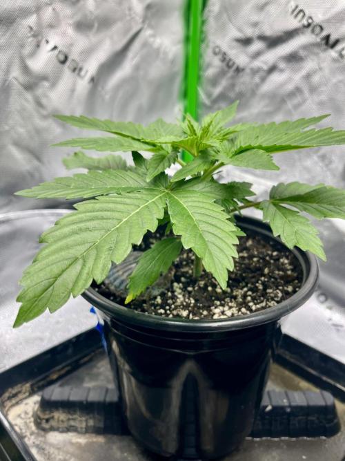 Blue Zushi. Week 4
