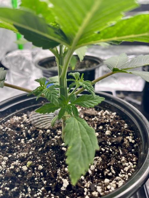 Blue Zushi. Week 4
