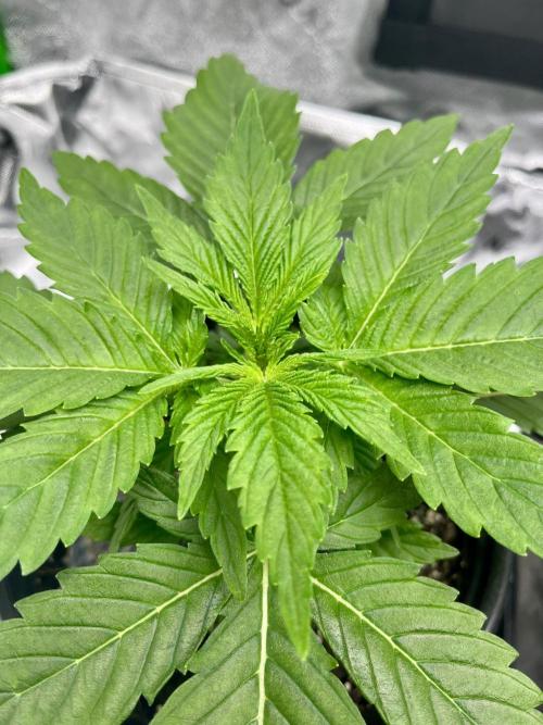 Blue Zushi. Week 4