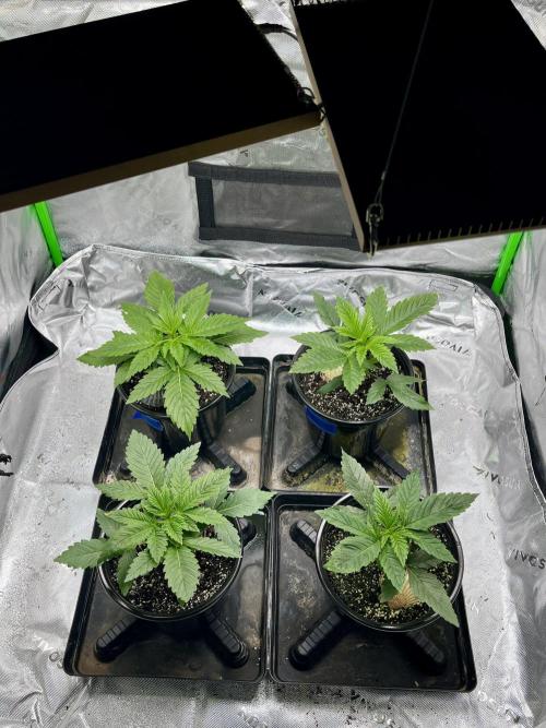 Grandmommy Purple. Week 4
