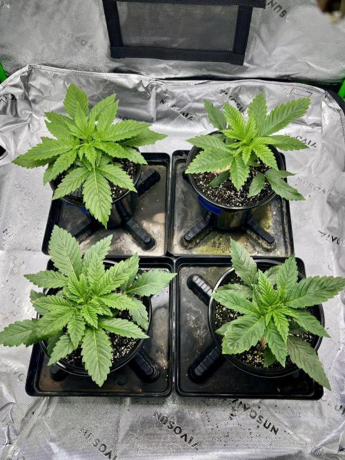 Grandmommy Purple. Week 4