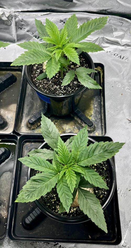 Grandmommy Purple. Week 4