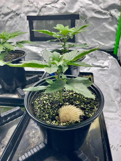 Grandmommy Purple. Week 4