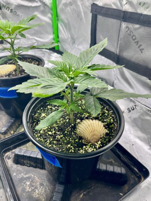 Grandmommy Purple. Week 4