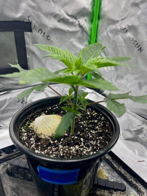 Grandmommy Purple. Week 4