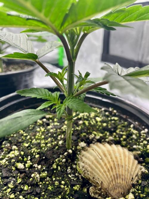 Grandmommy Purple. Week 4
