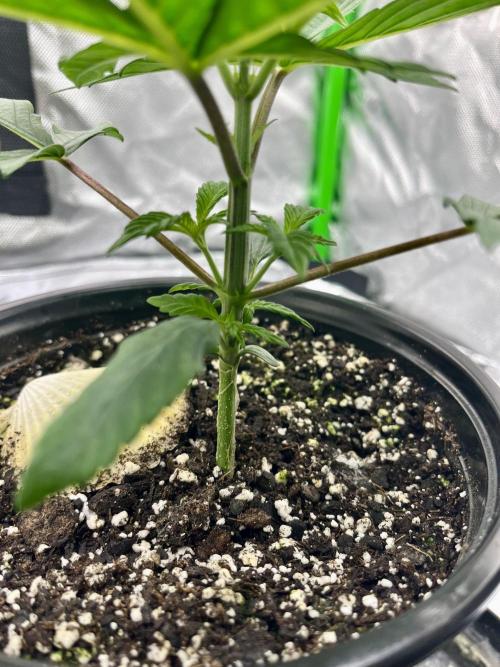 Grandmommy Purple. Week 4