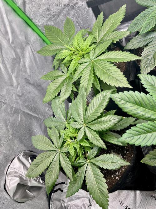 Blue Zushi. Week 5