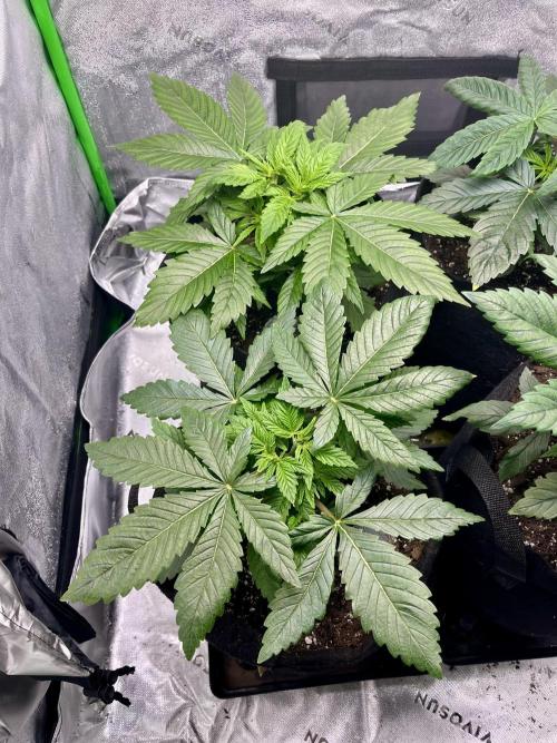 Blue Zushi. Week 5