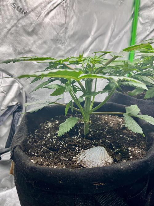 Blue Zushi. Week 5