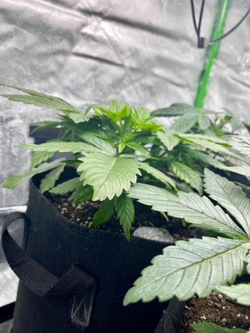 Blue Zushi. Week 5