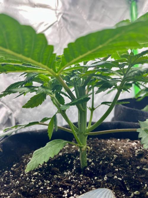Blue Zushi. Week 5