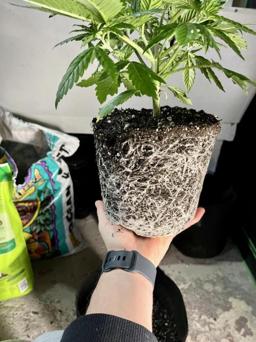 Blue Zushi. Week 5