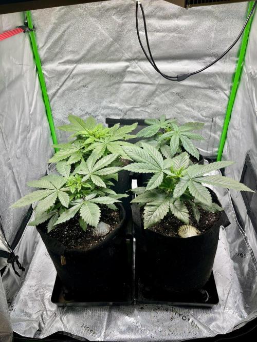 Grandmommy Purple. Week 5