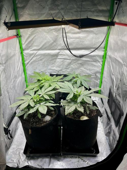 Grandmommy Purple. Week 5